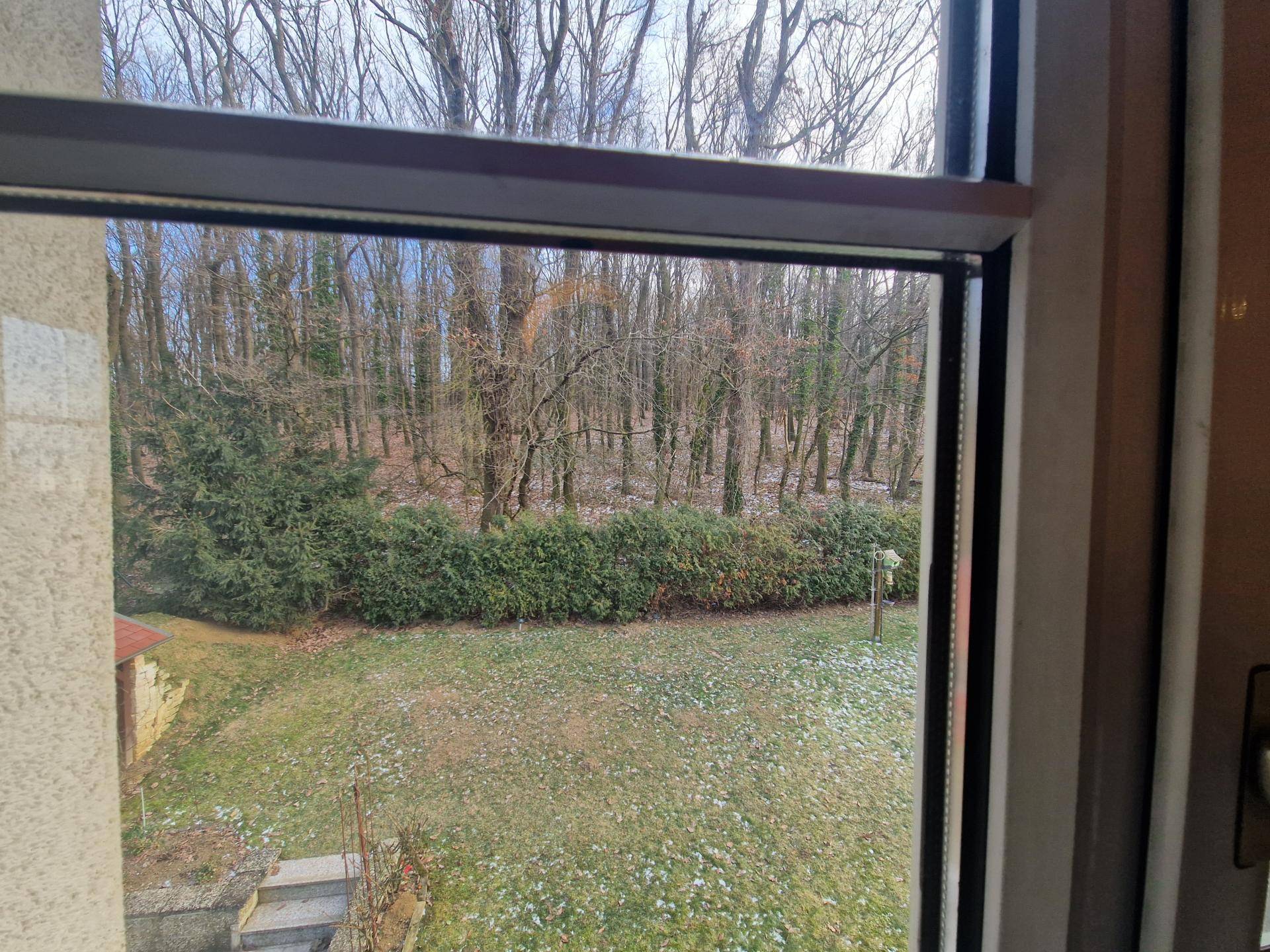 Blick aus dem Fenster auf einen grünen Gartenbereich mit Hecke und Bäumen.