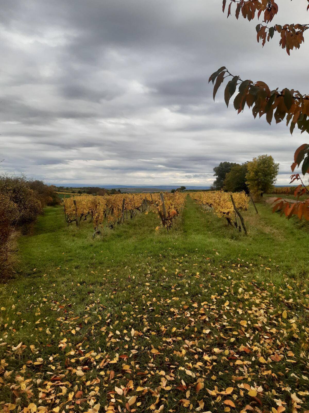 Herbstliche Weinberge mit verstreuten Blättern auf dem Boden und einem weiten Blick in die Landschaft.