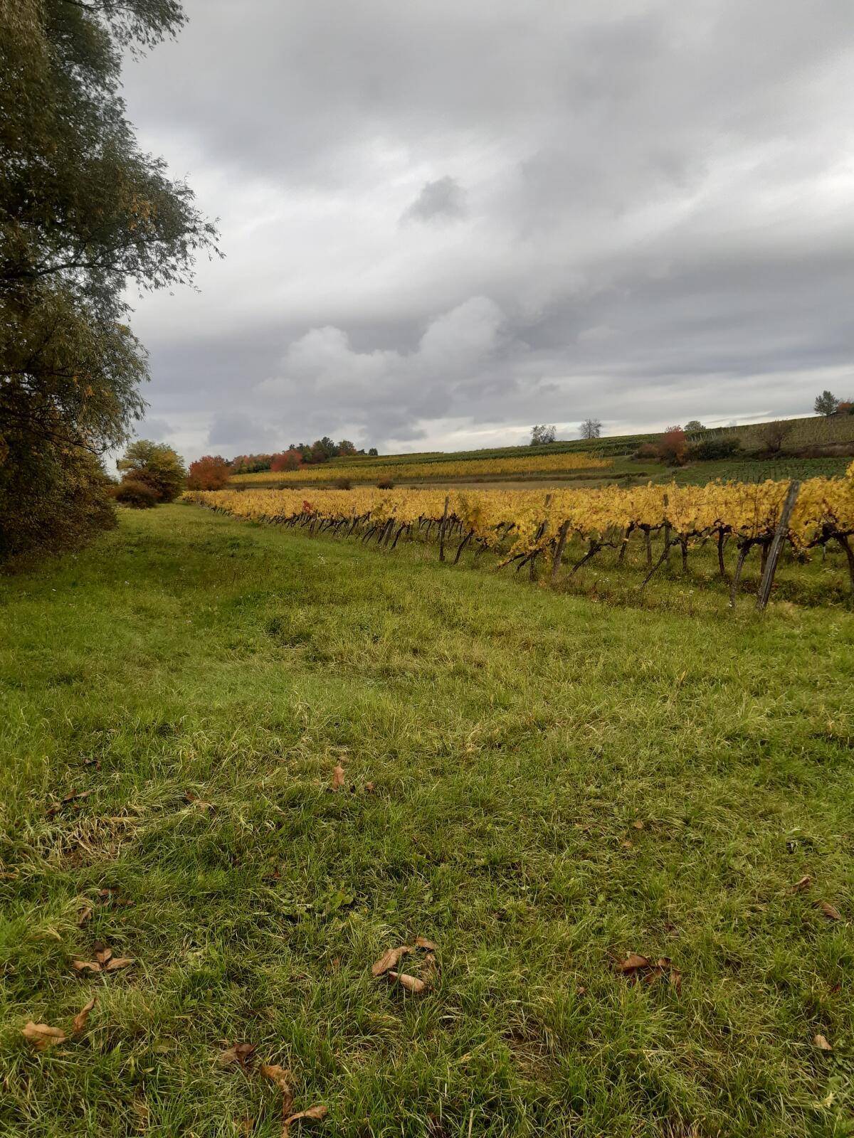 Reihen von Weinreben mit gelbem Herbstlaub erstrecken sich über eine grüne Wiese unter einem bewölkten Himmel.