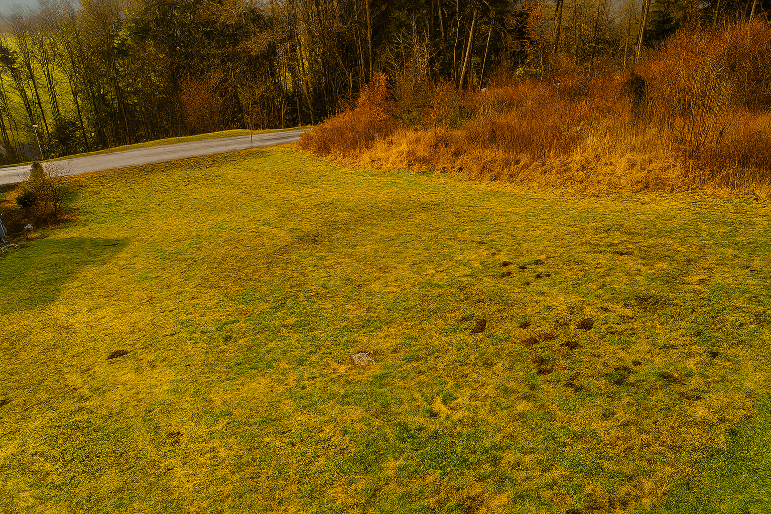 Grüne Wiesenlandschaft mit trockener Vegetation, einer Straße und Wald am Horizont im warmen Licht.