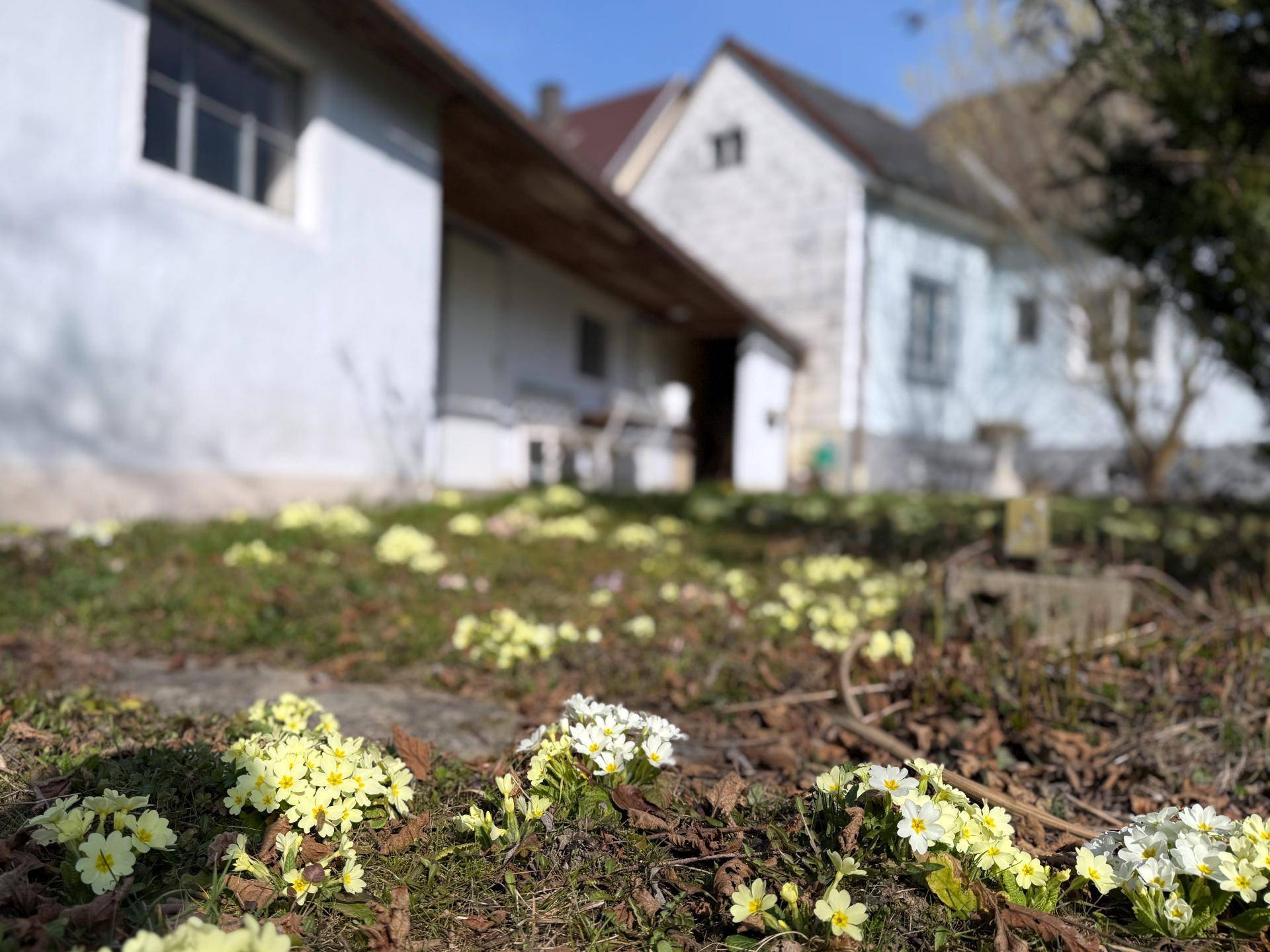 Nahaufnahme von blühenden Blumen im Garten mit unscharfem Hintergrund der Gebäude.