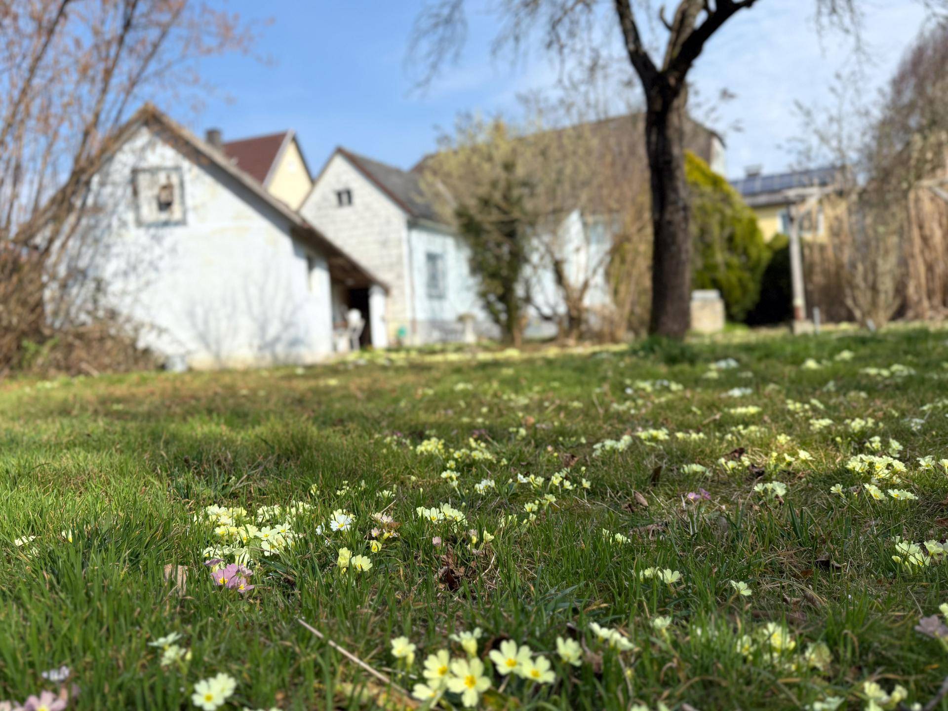 Frühlingshafte Gartenansicht mit blühenden Primeln und einem alten Baum im Vordergrund.