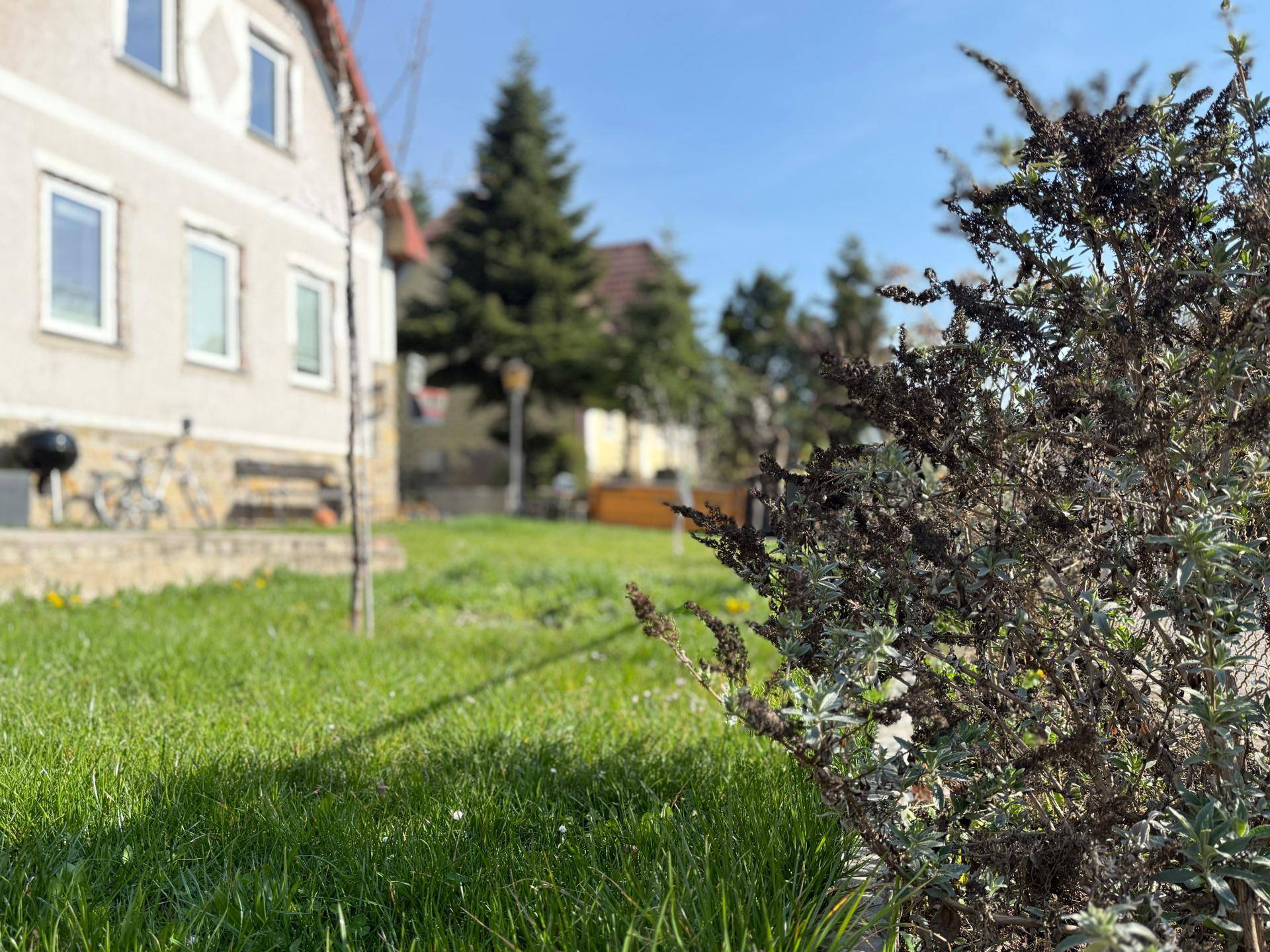 Gepflegter Vorgarten mit Rasenfläche und Sträuchern vor der Hausfassade bei Sonnenschein.