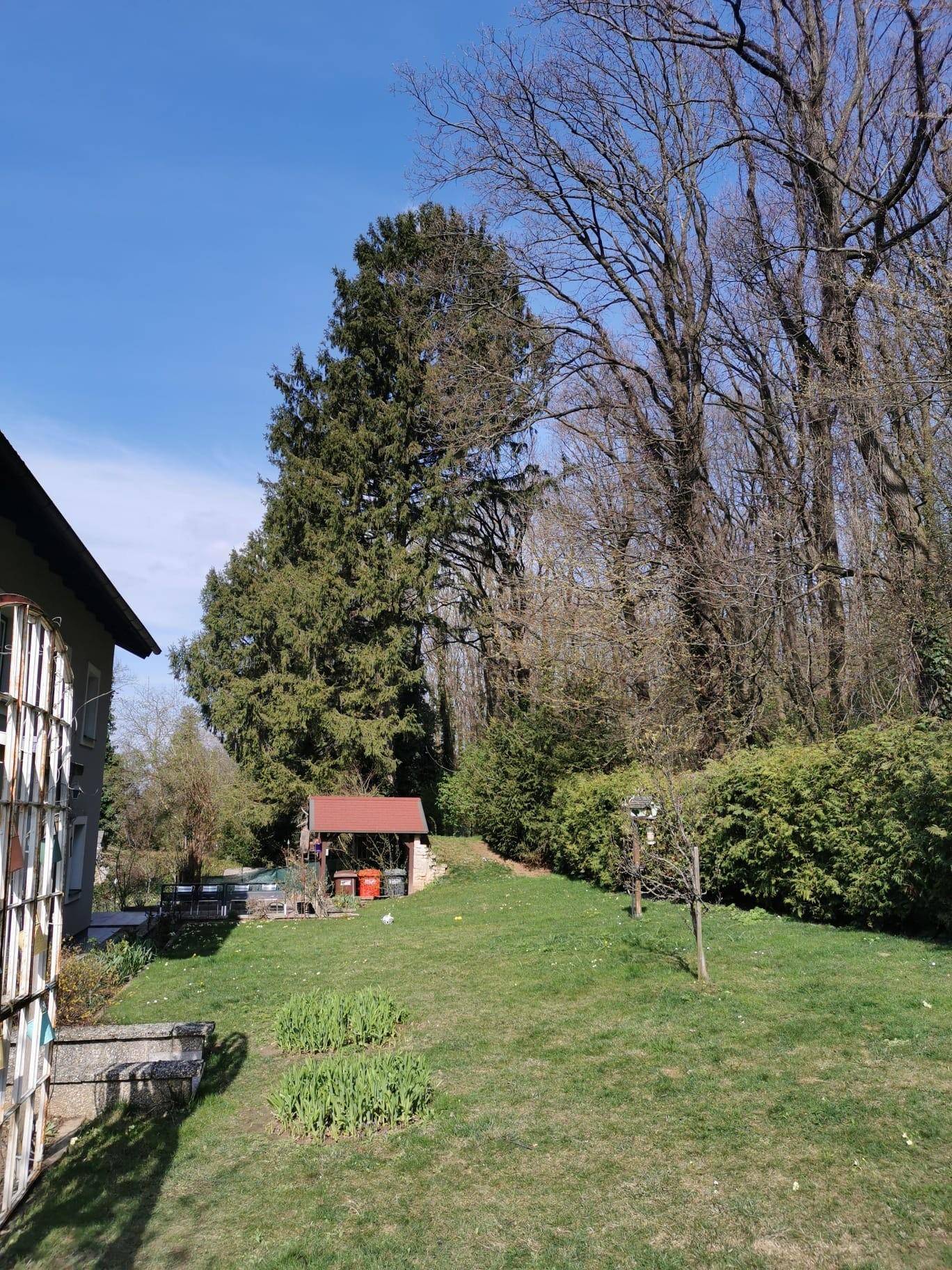 Sonniger Garten mit Rasenfläche, hohen Bäumen und einem kleinen Gartenhaus im Hintergrund.