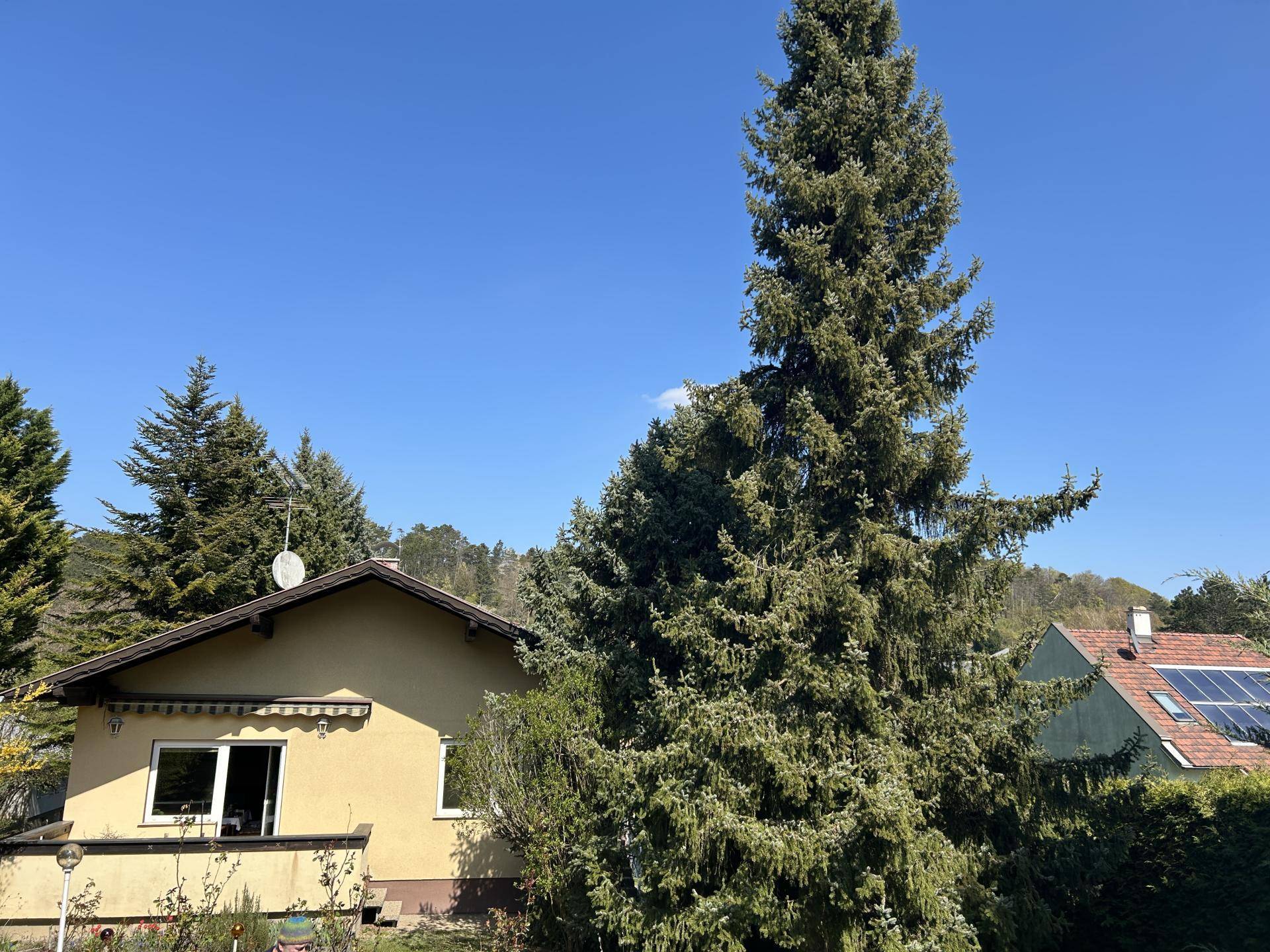 Ansicht des Hauses von der Seite mit Garten und hohen Bäumen unter blauem Himmel.