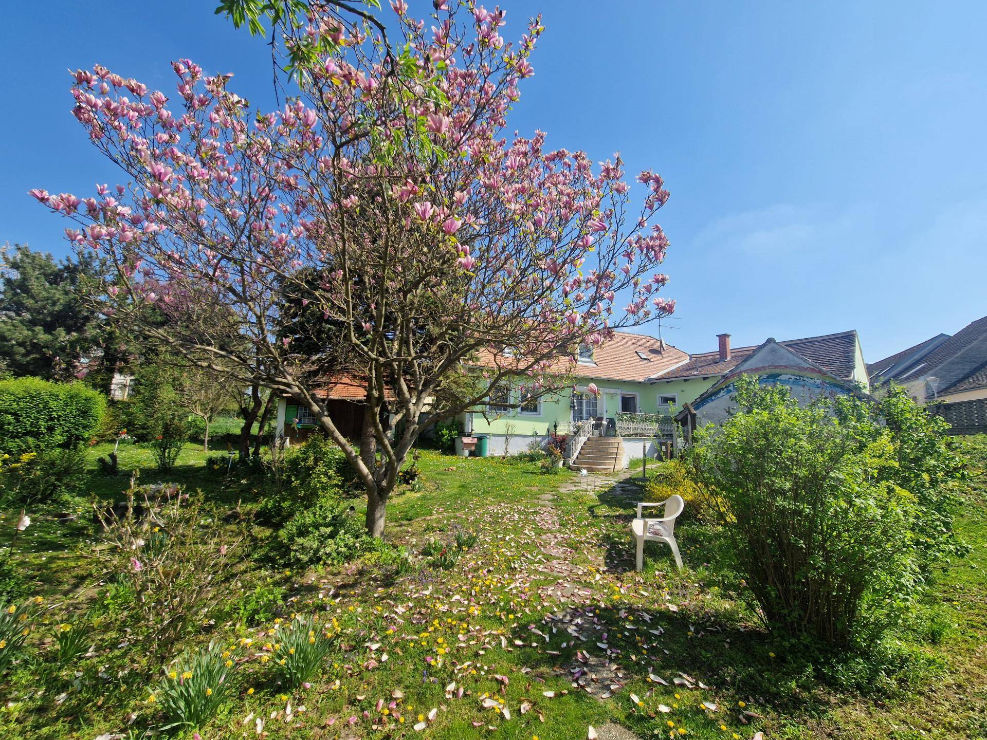 Großer Garten mit blühendem Magnolienbaum und Rasenfläche hinter dem Wohnhaus.