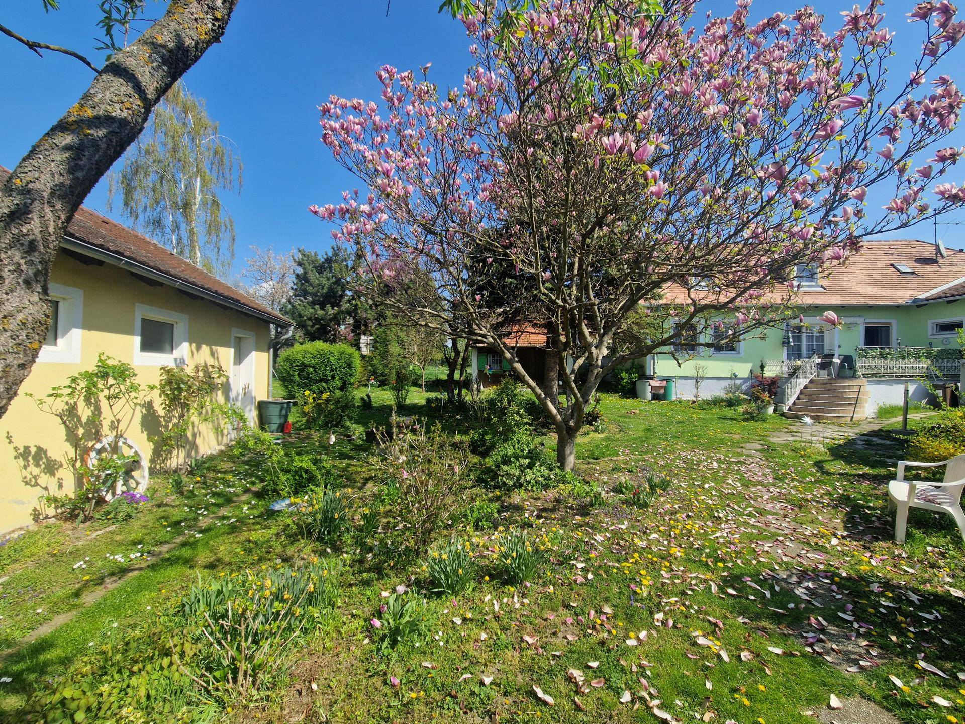 Weitläufiger Garten mit blühendem Magnolienbaum und einem Nebengebäude im Hintergrund.