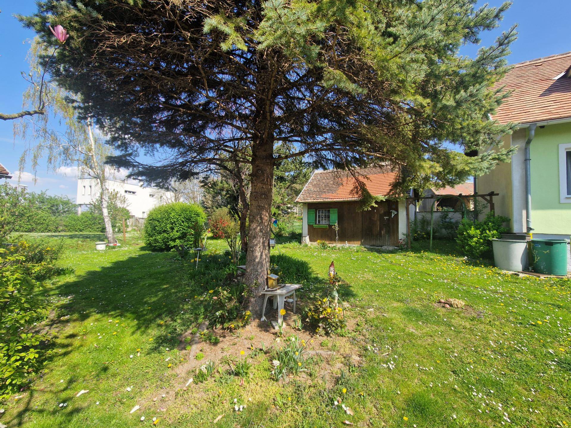 Sonniger Gartenbereich mit großem Nadelbaum und einem kleinen Gartenhaus im Hintergrund.