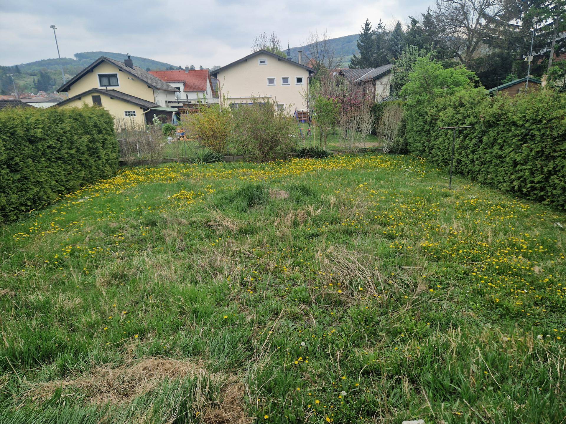 Große Rasenfläche im Garten mit Wildblumen und umgebenden Hecken, ideal für Erholung.