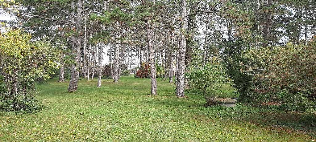 Großer Gartenbereich mit vielen hohen Bäumen und grünem Rasen, ideal für Naturliebhaber.