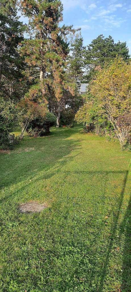 Sonniger Garten mit dichtem Rasen und hohen Bäumen, der viel Schatten spendet.