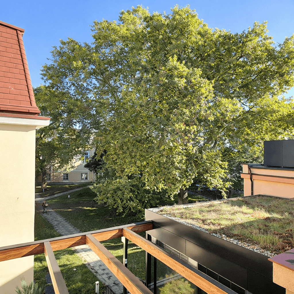 Blick von einer Terrasse auf einen großen Baum und ein begrüntes Dach.
