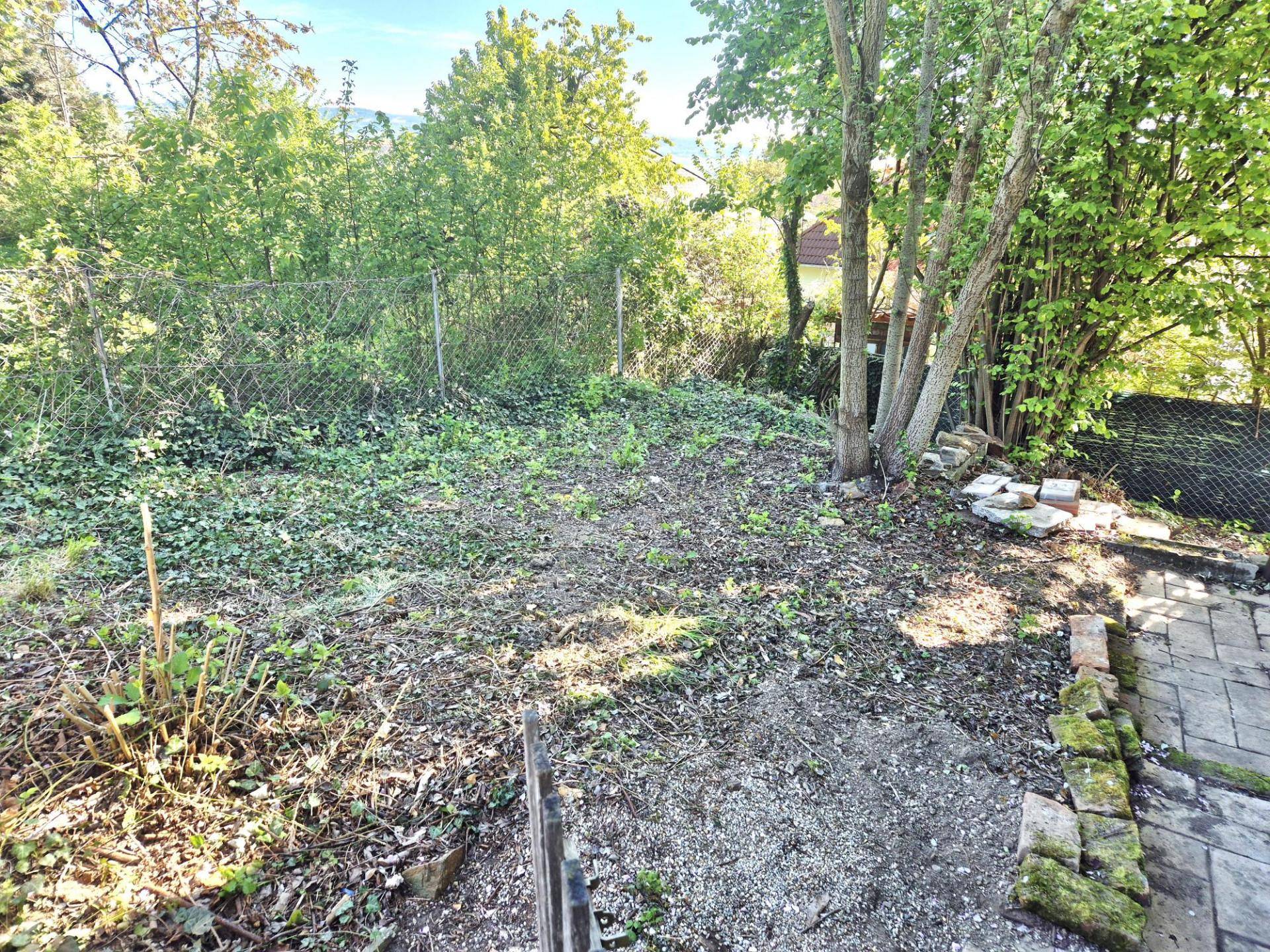 Ungepflegter Gartenbereich mit Bäumen und einem Zaun, der auf eine ländliche Umgebung hindeutet.