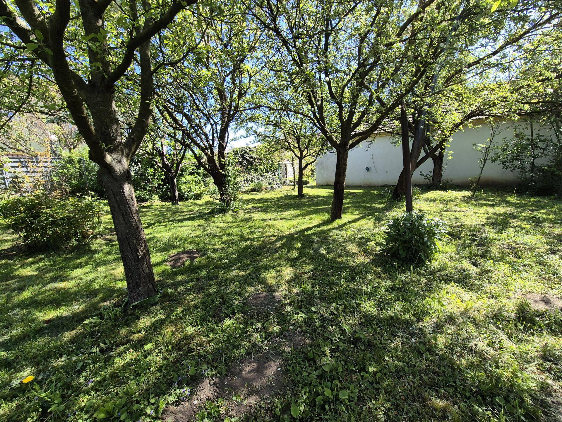 Großer, gepflegter Garten mit Rasenfläche und mehreren schattenspendenden Bäumen unter blauem Himmel.