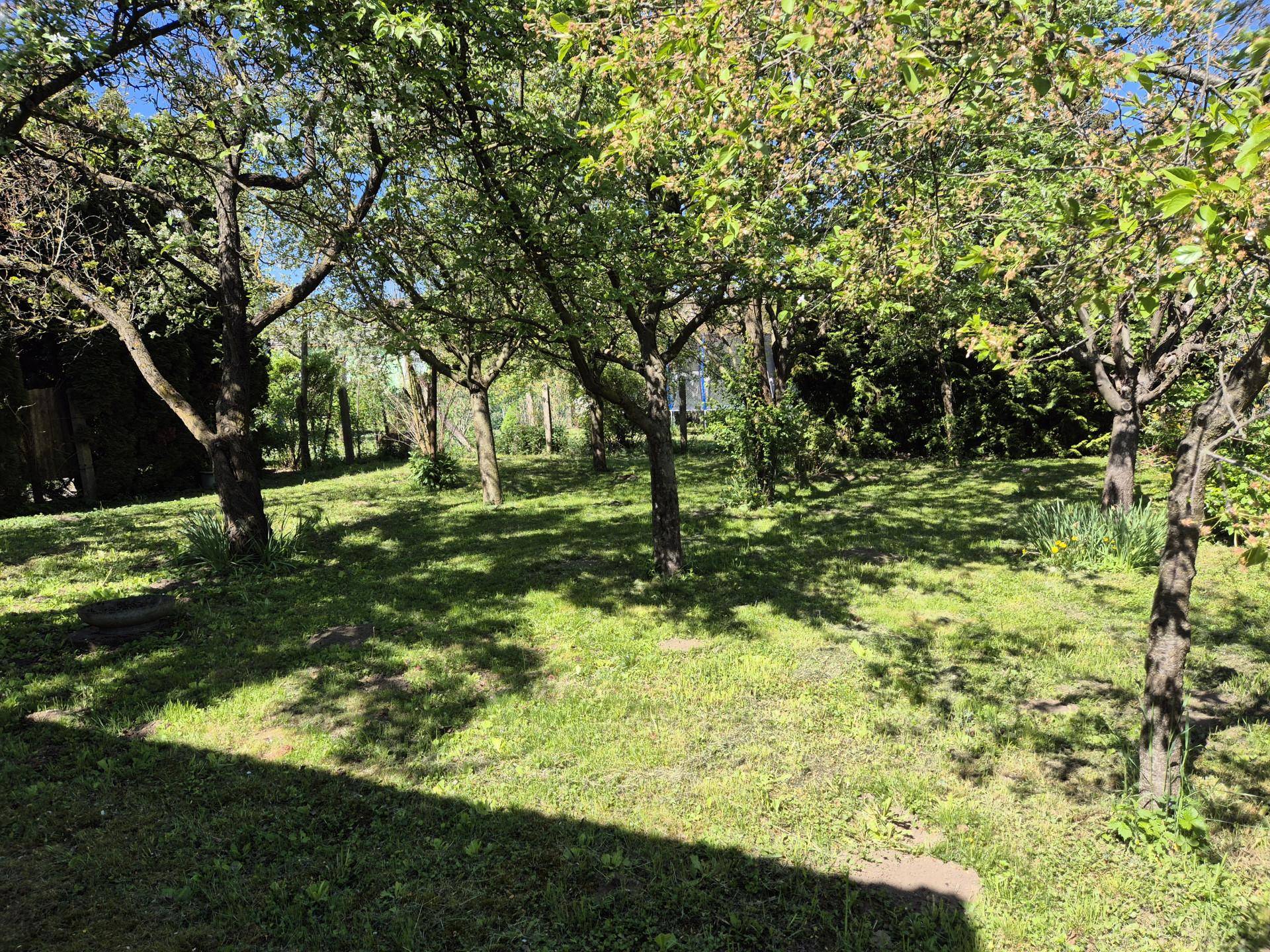 Sonniger Gartenbereich mit Rasen und mehreren Bäumen, die Schatten spenden und eine grüne Aussicht bieten.