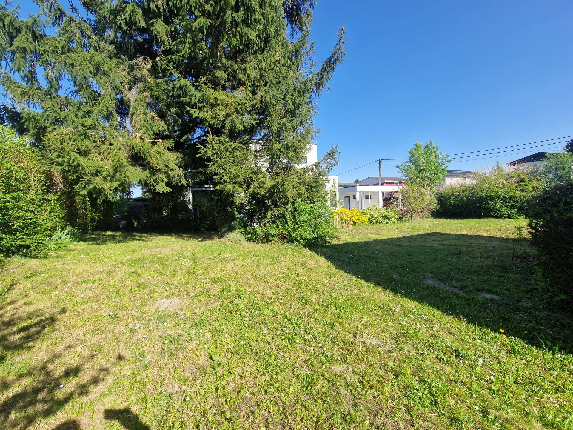 Großer, gepflegter Gartenbereich mit altem Baum und viel Rasenfläche unter blauem Himmel.