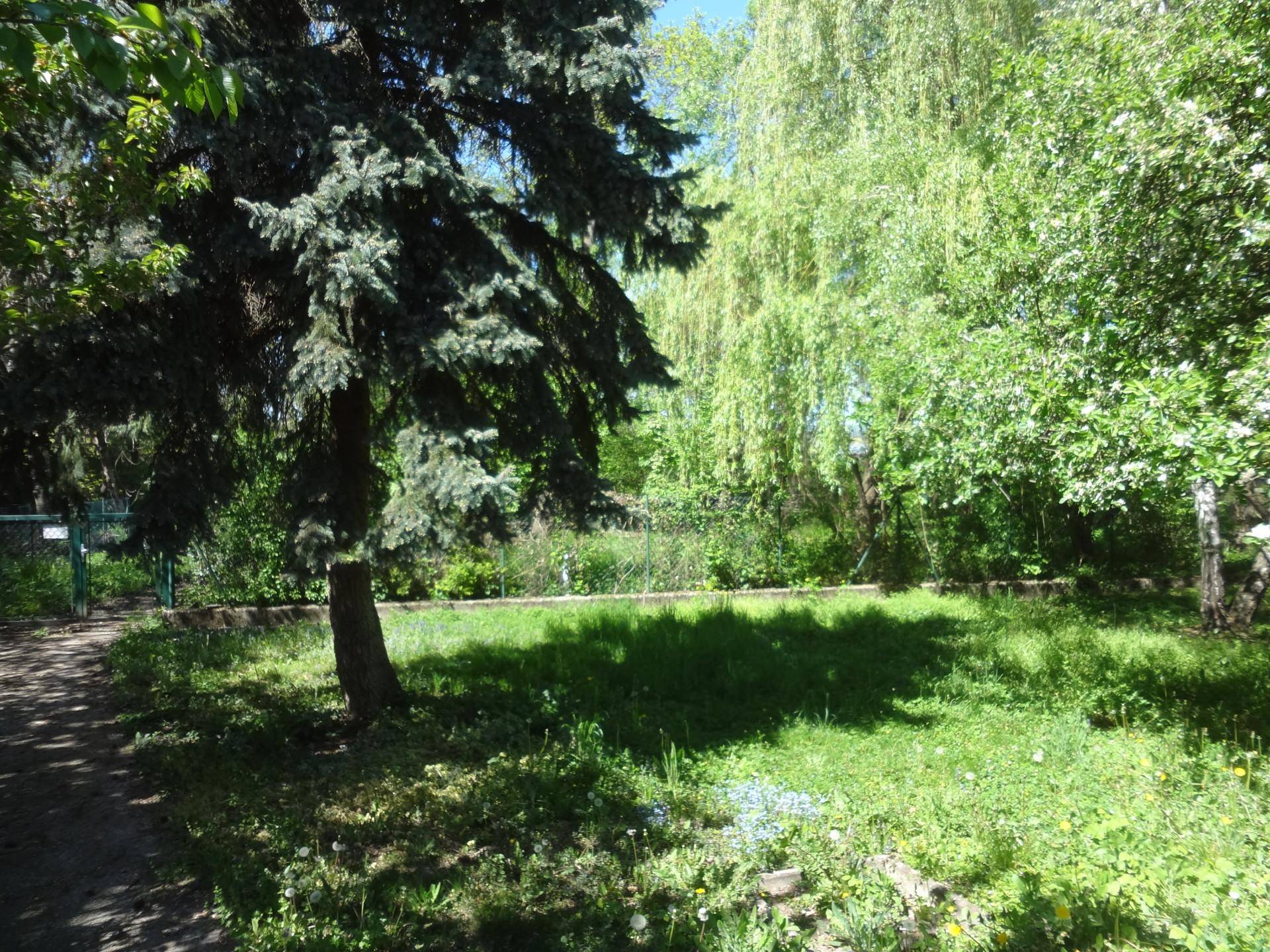 Grüner Gartenbereich mit einem großen Nadelbaum und schattigen Plätzen im Freien.