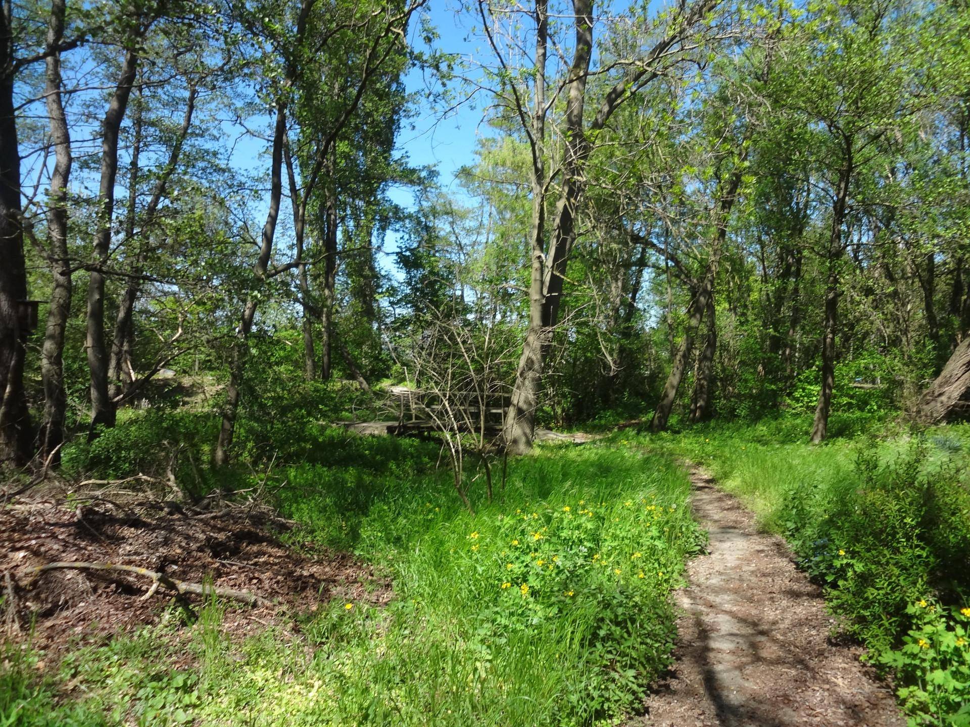 Naturbelassener Waldweg durch dichtes Grün mit hohen Bäumen und viel Sonnenlicht.