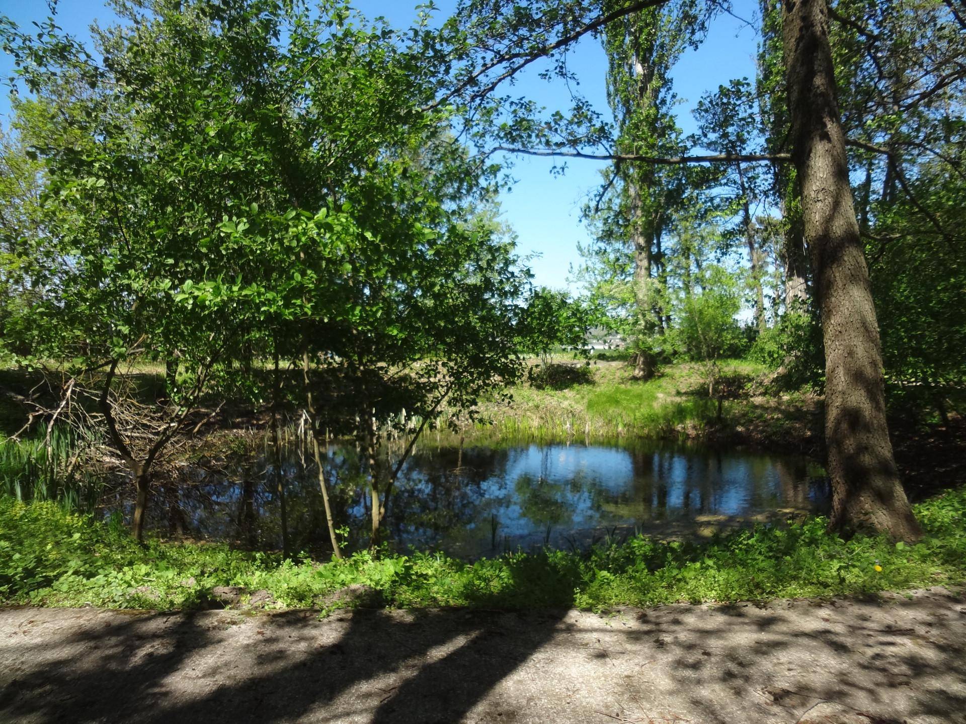 Kleiner Teich umgeben von Bäumen und üppiger Vegetation in einer natürlichen Umgebung.