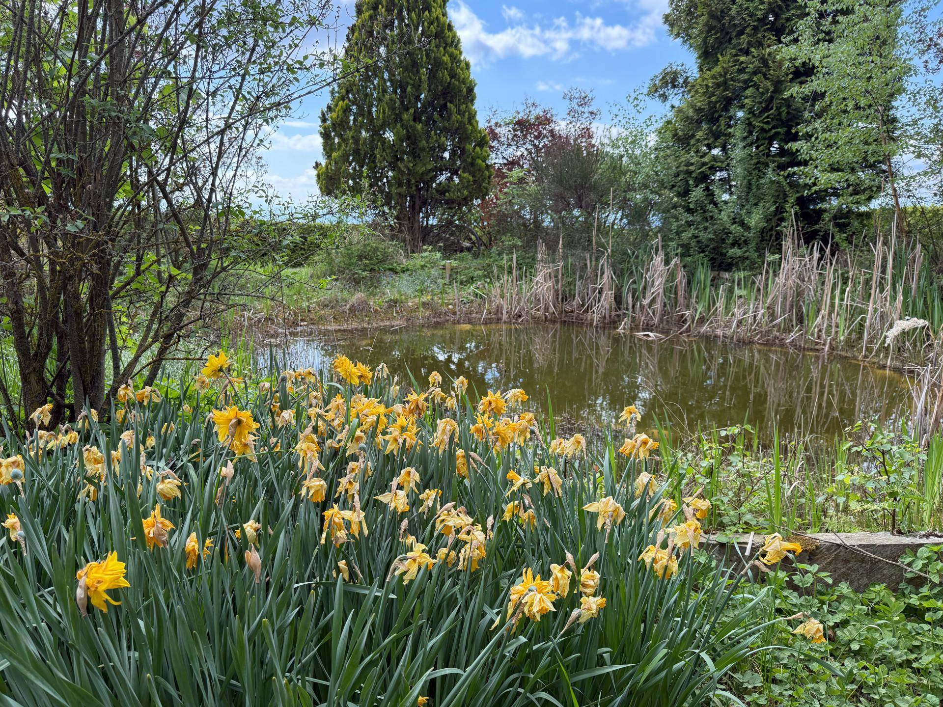 Natürlicher Teich im Garten umgeben von üppigem Grün und blühenden Narzissen unter blauem Himmel.