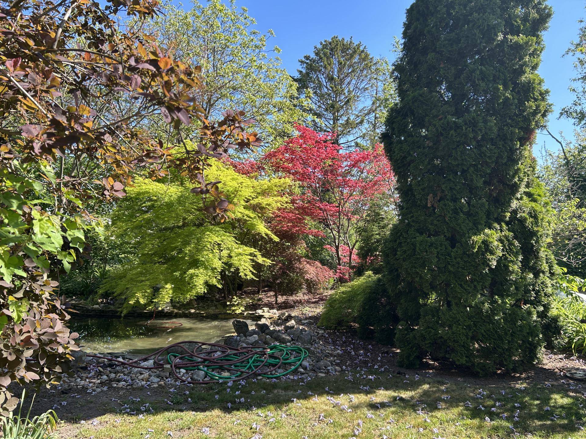 Großer Garten mit Teich, vielfältigen Bäumen und üppiger Vegetation.