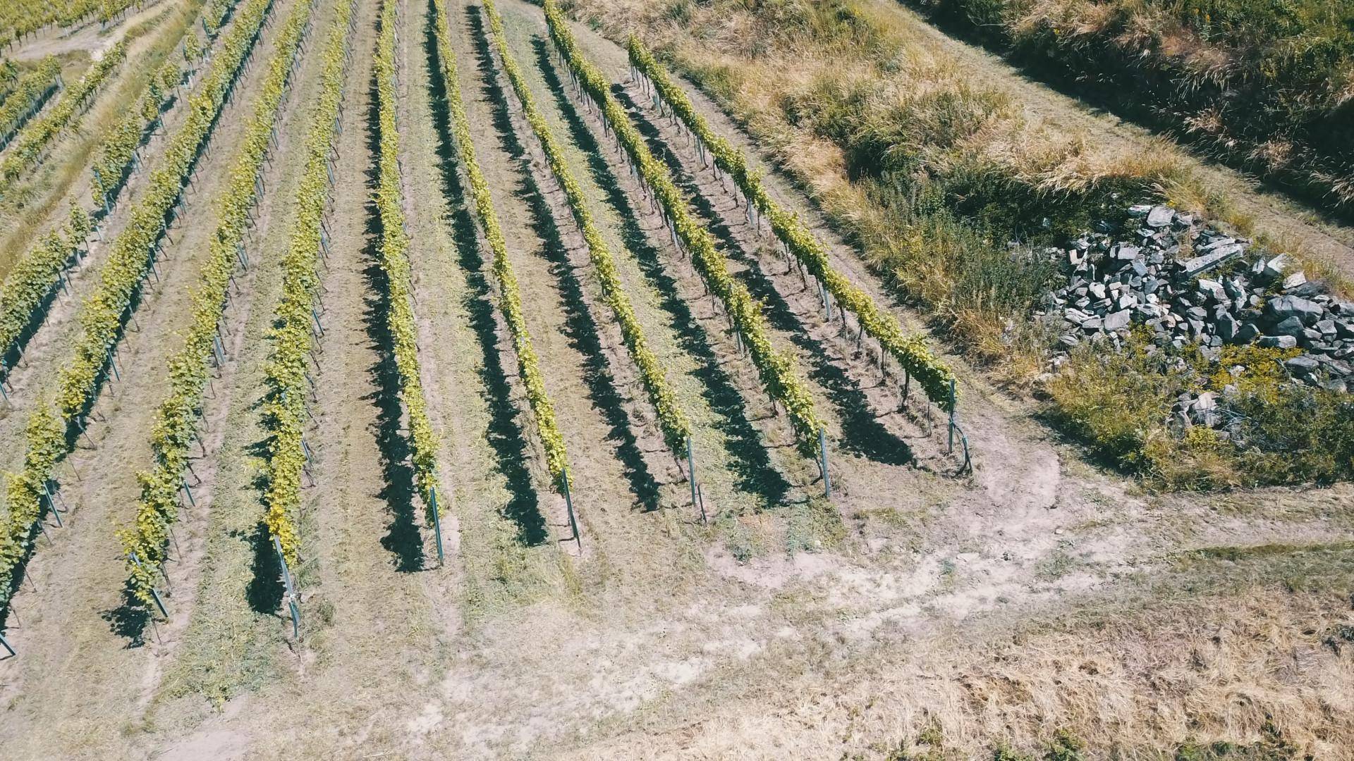 Nahaufnahme von Reben in einem Weinberg mit trockener Erde und Steinen.