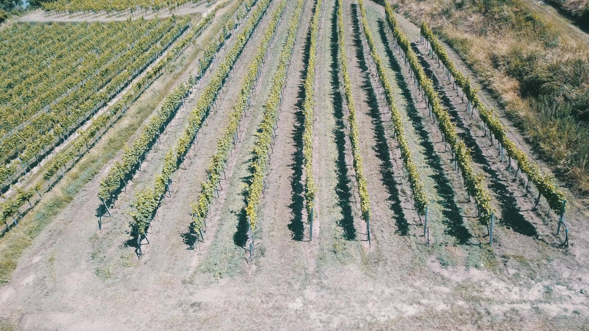 Reihen von Rebstöcken in einem sonnigen Weinberg mit trockener Vegetation.