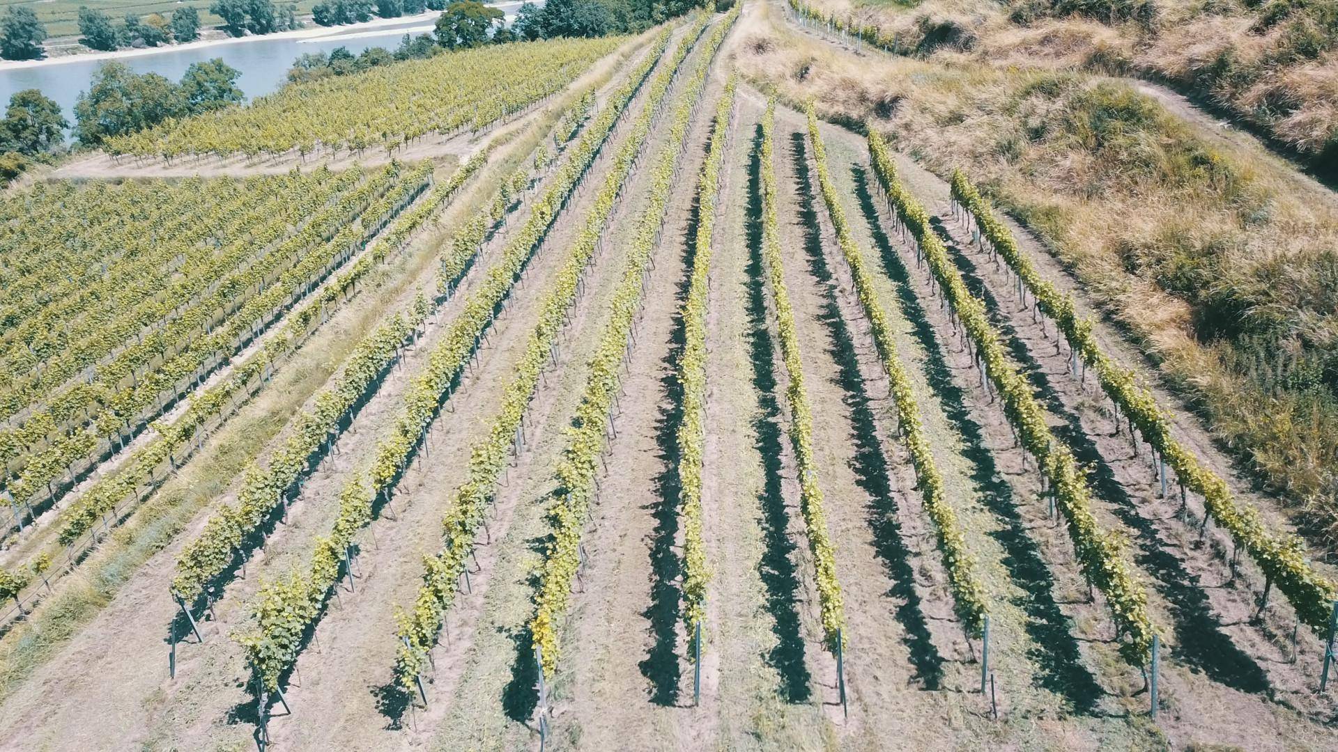 Weinberg mit Blick auf einen Fluss und die hügelige Landschaft im Hintergrund.