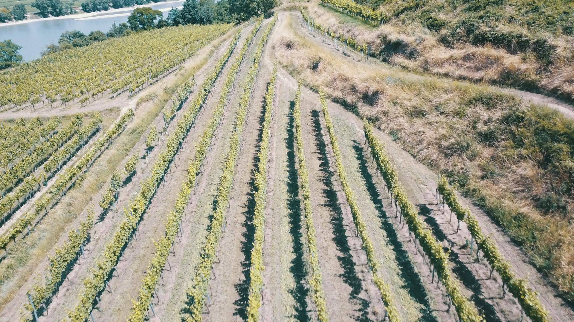 Weitläufige Weinberge erstrecken sich bis zu einem Flussufer unter blauem Himmel.
