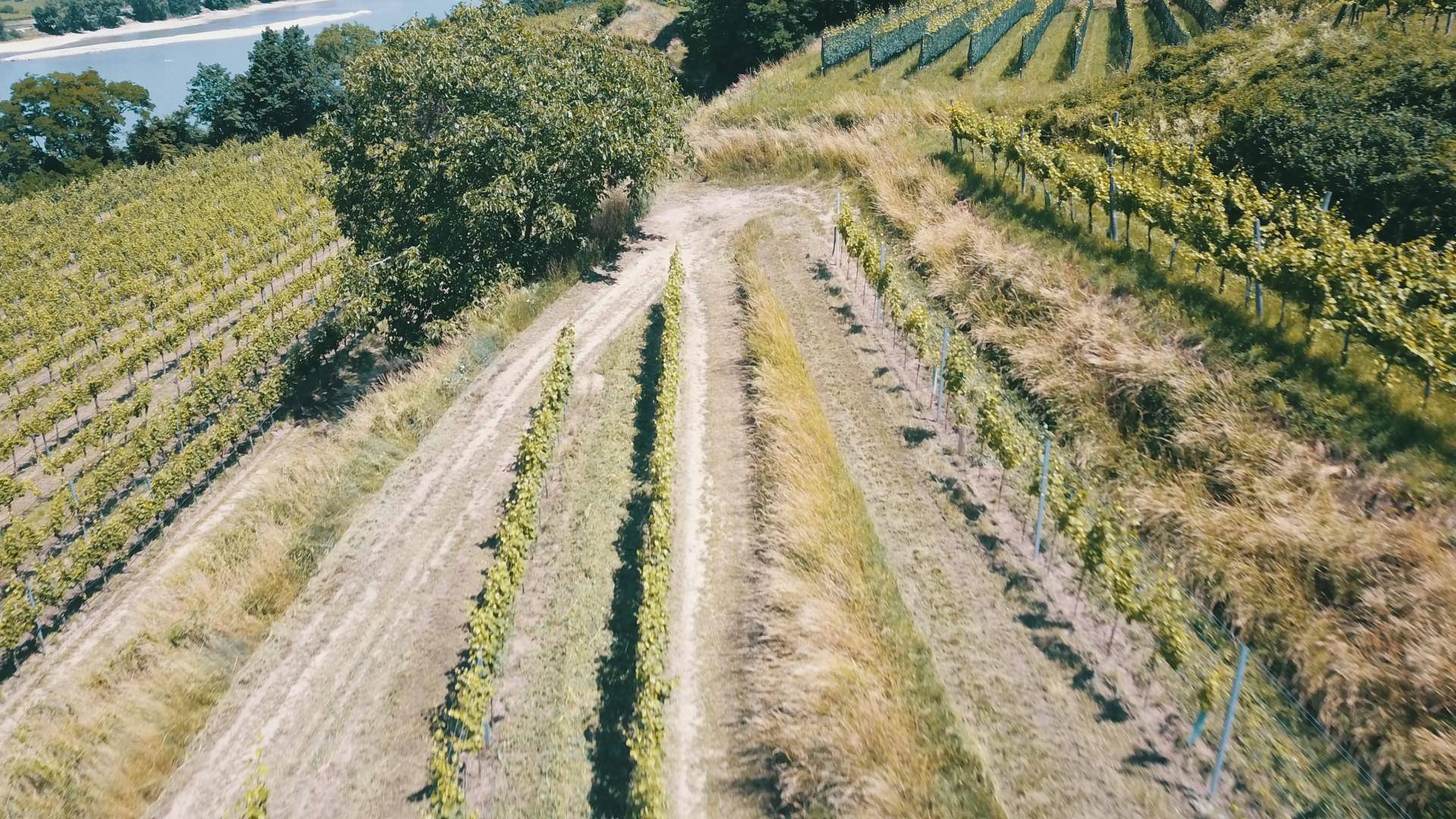 Weinberg mit einem großen Baum und einem Fluss in der Ferne unter klarem Himmel.