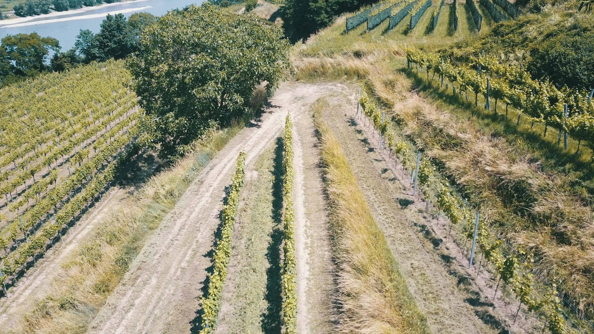 Sonnenbeschienene Weinberge mit einem markanten Baum und einem Fluss im Hintergrund.