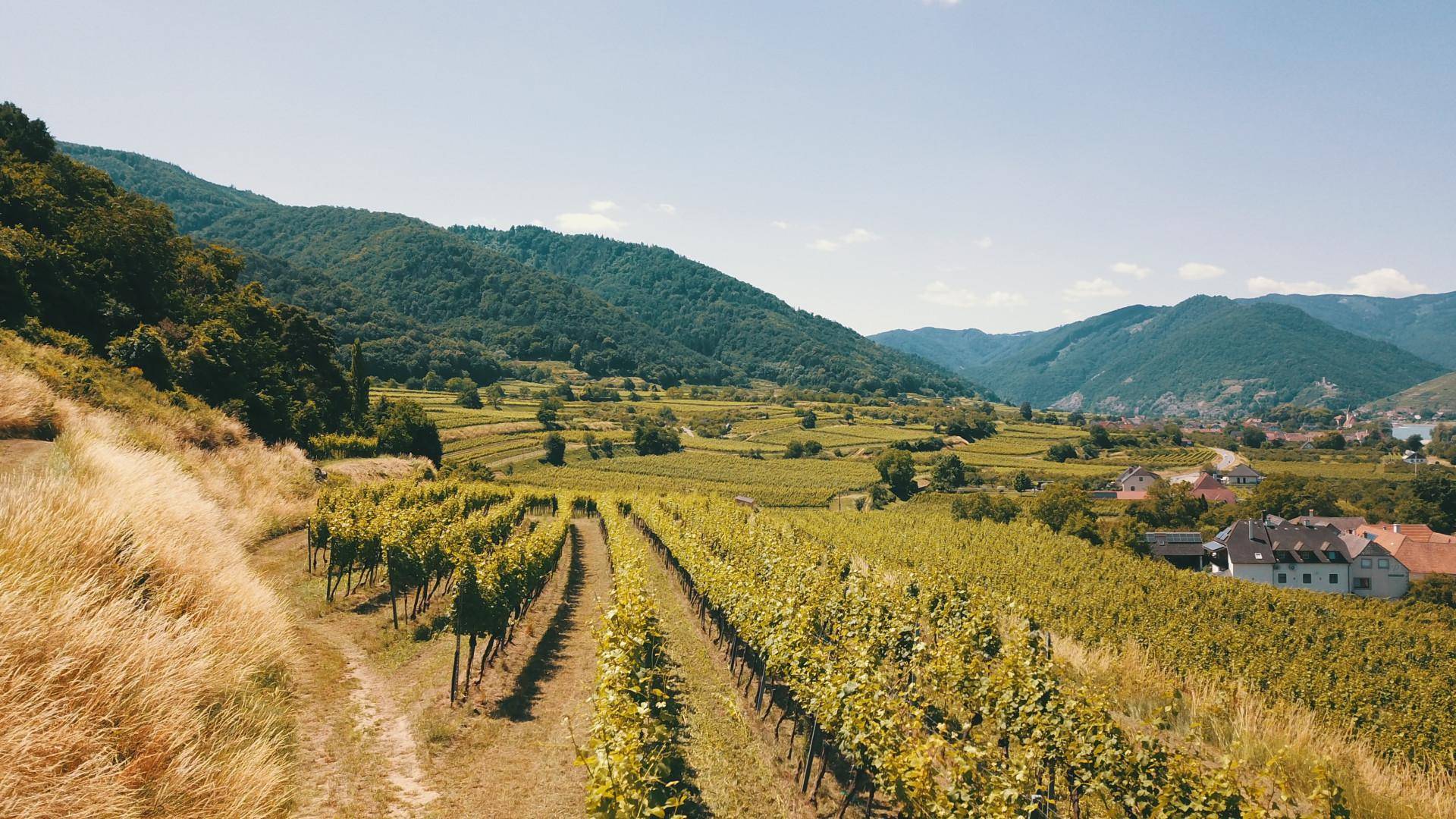 Ausgedehnte Weinberge in einer hügeligen Landschaft mit einem Dorf und Bergen in der Ferne.