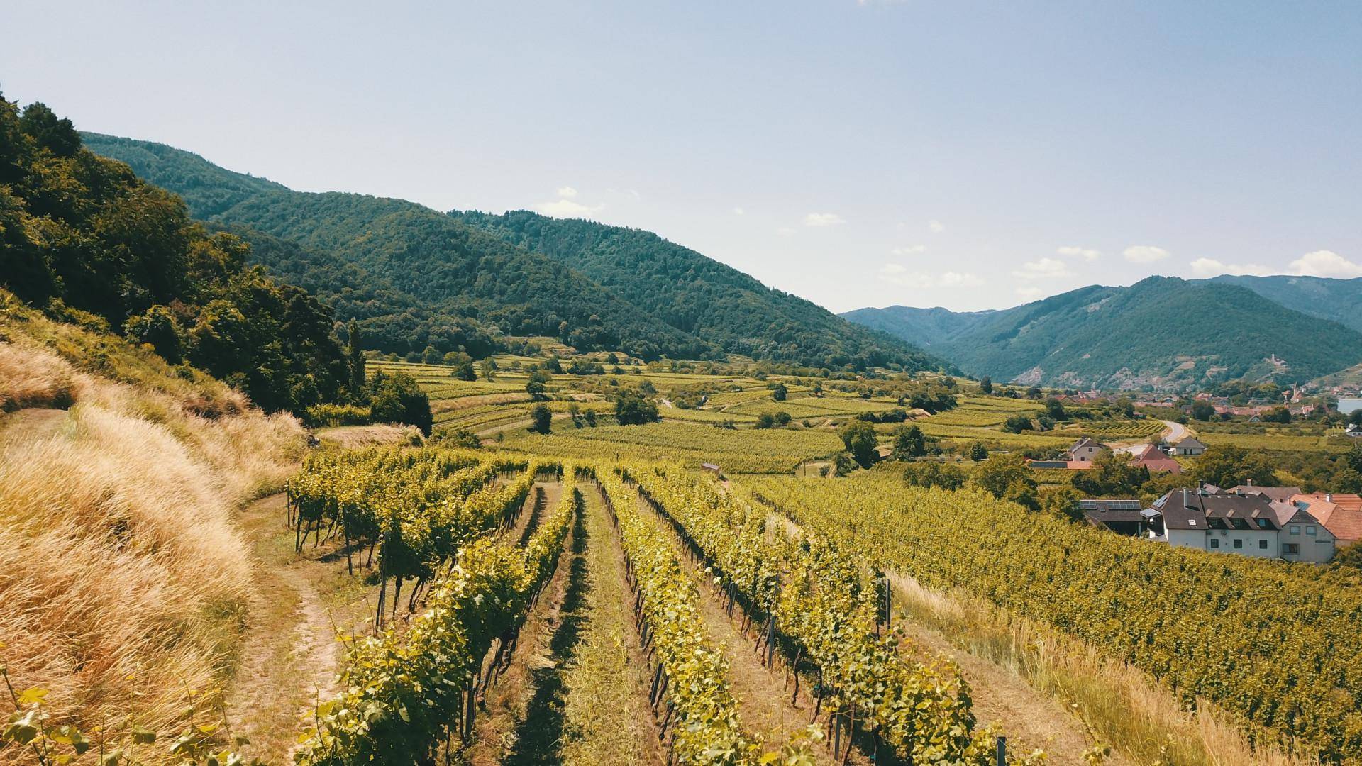 Malerische Weinberge erstrecken sich über sanfte Hügel mit einem Dorf und Bergen im Hintergrund.