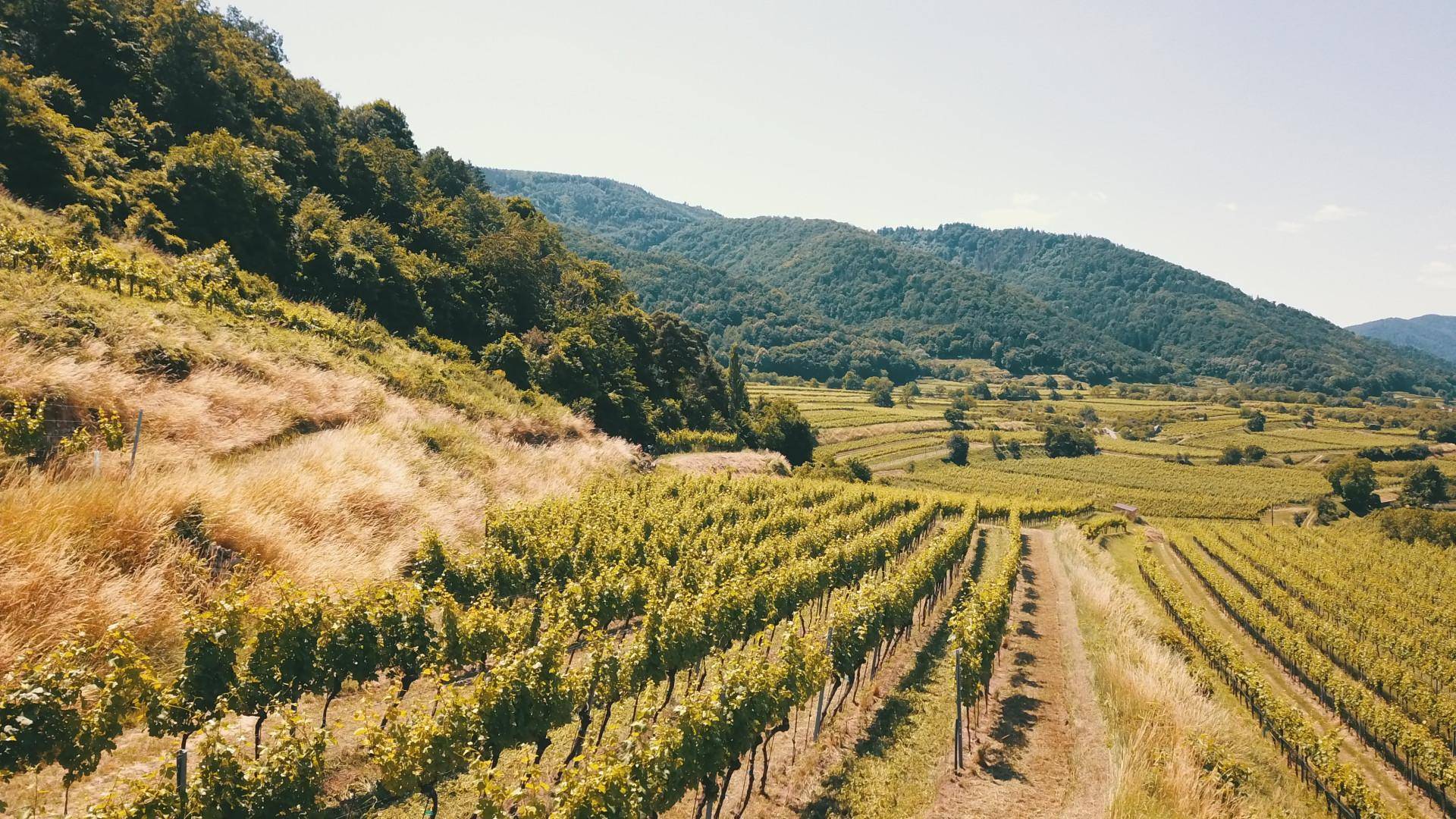 Sonnenbeschienene Weinberge in einer weiten Landschaft mit bewaldeten Bergen unter klarem Himmel.