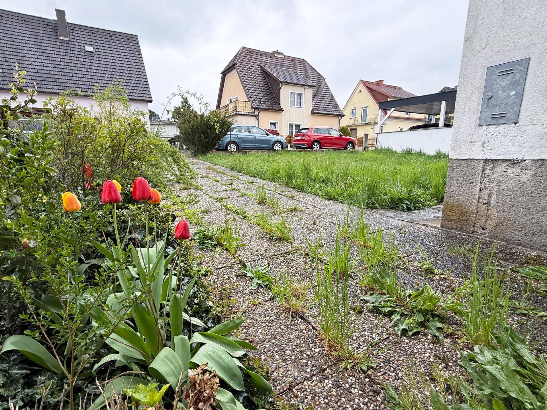 Ein verwachsener Weg führt durch den Garten, mit blühenden Tulpen und Häusern im Hintergrund.