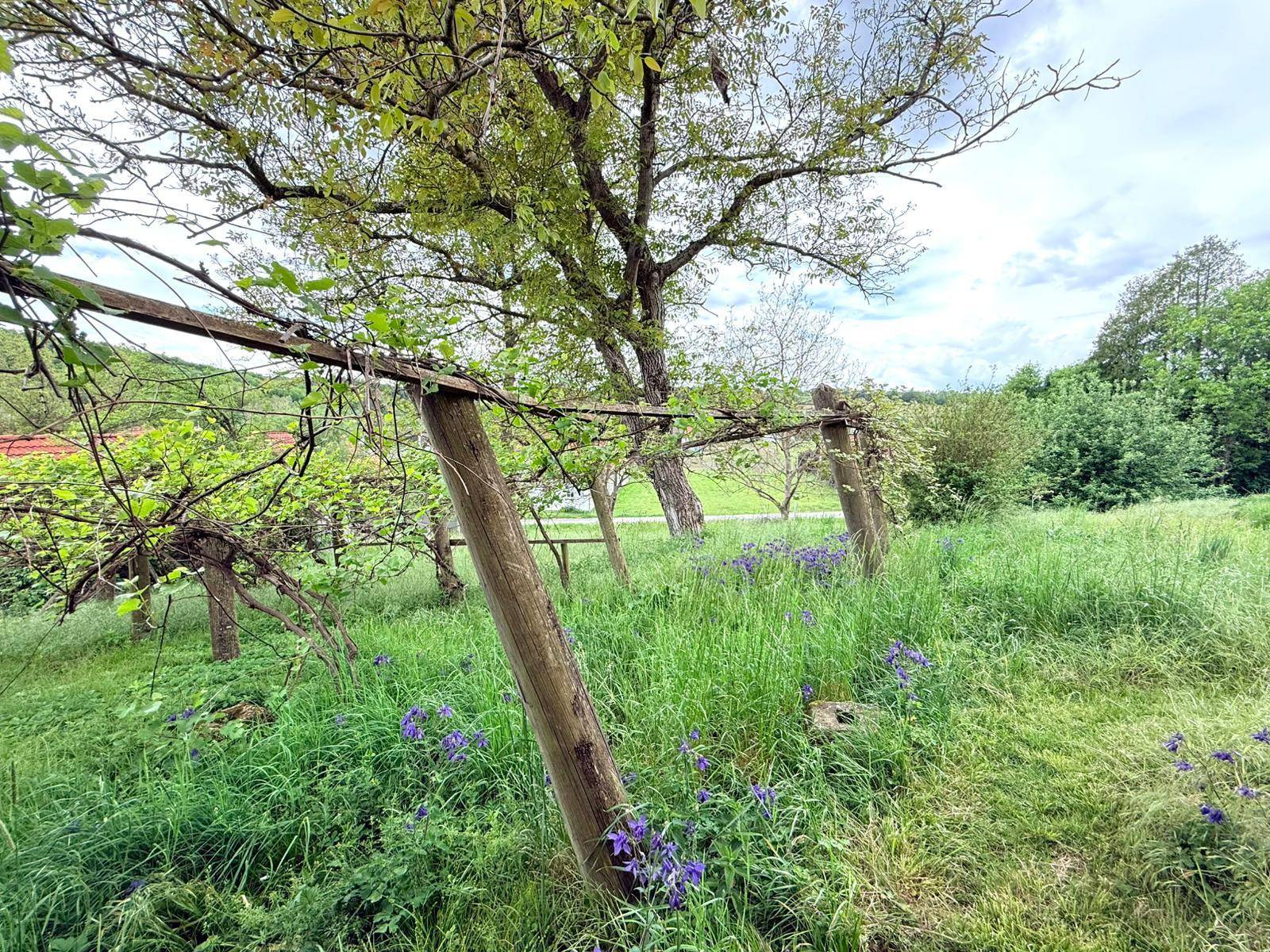 Naturbelassener Gartenbereich mit hohem Gras, Wildblumen und alten Bäumen.
