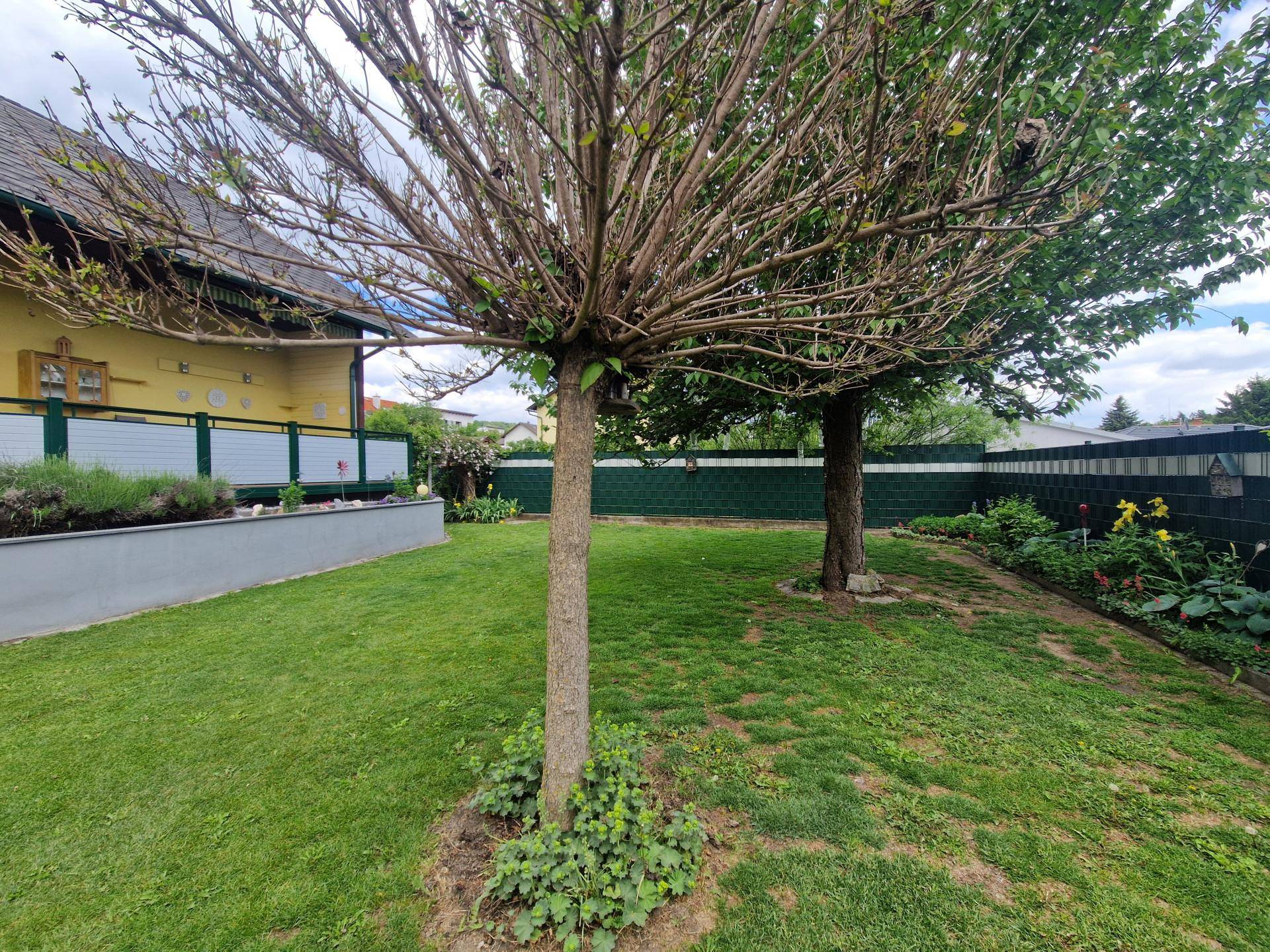 Detailaufnahme eines Baumes im grünen Garten mit Blick auf die Hausfassade.