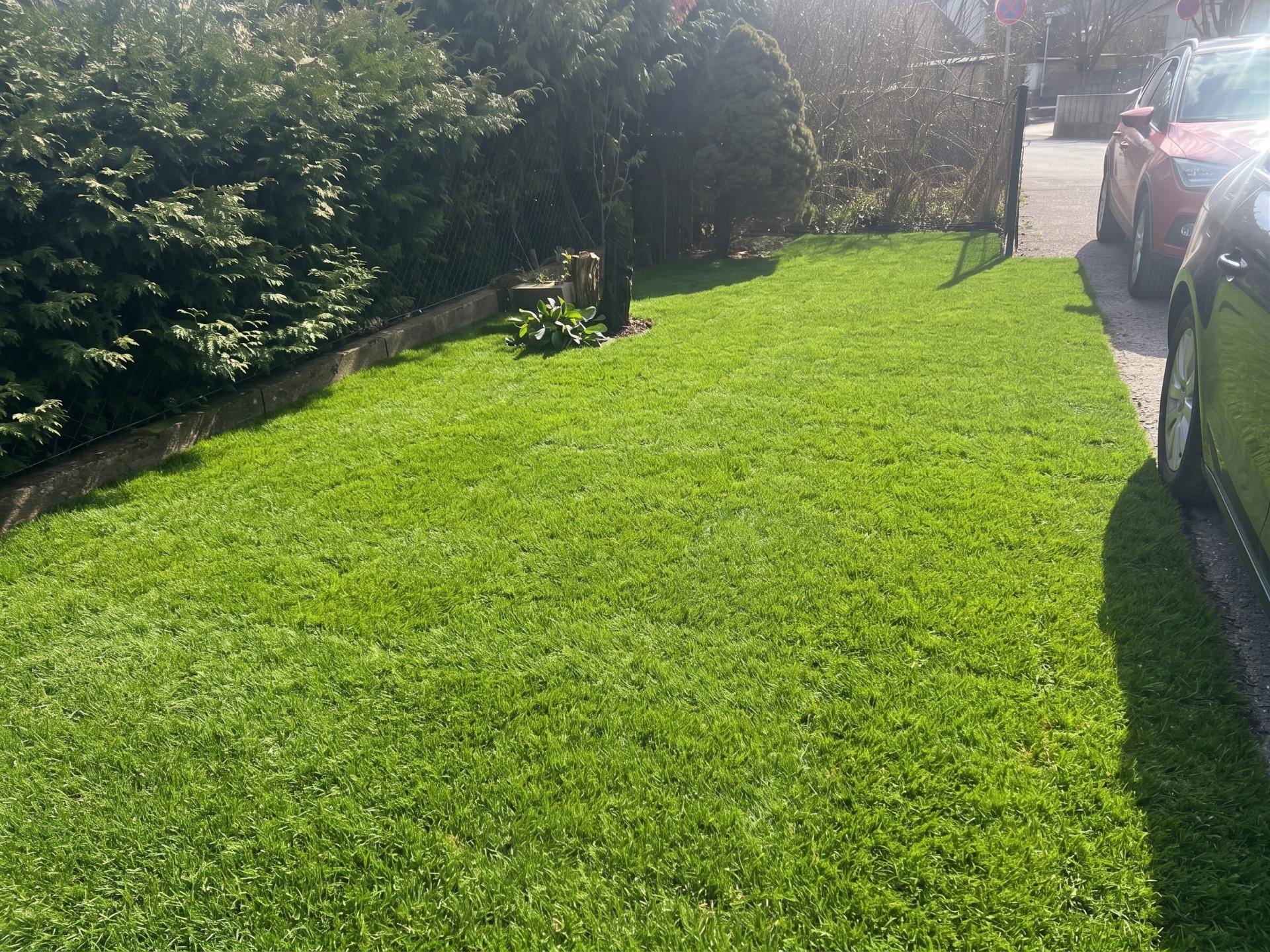 Gepflegter Rasenbereich im Garten mit grünen Büschen und angrenzendem Parkplatz.