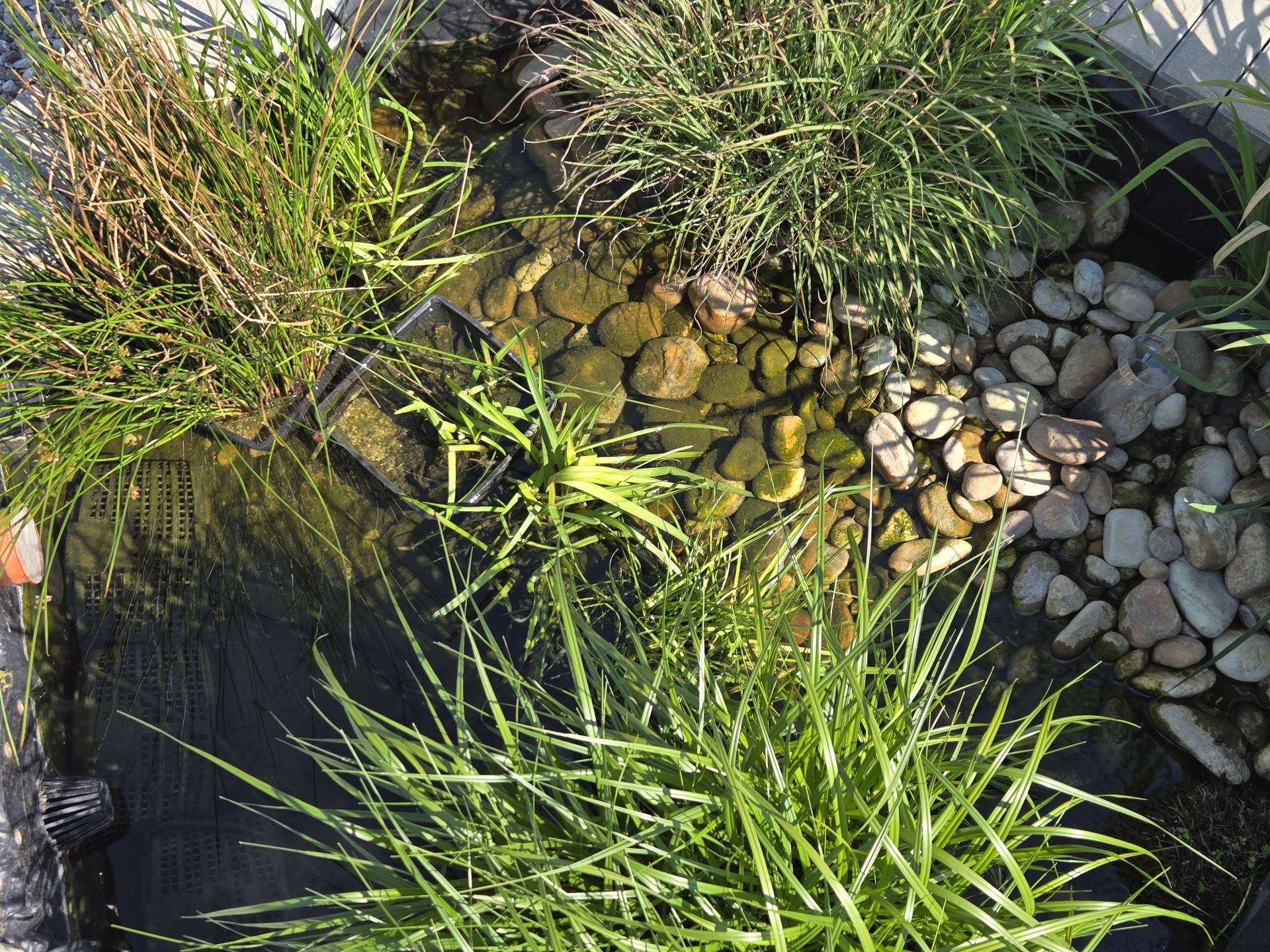 Nahaufnahme eines naturnahen Teichs mit Steinen und Wasserpflanzen, ein idyllisches Gartenelement.