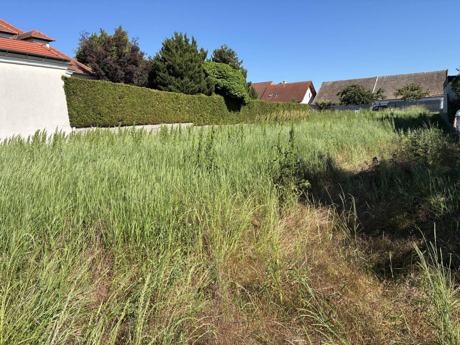 Überwachsenes Grundstück mit hohem Gras und einer Hecke im Hintergrund, umgeben von Wohnhäusern unter blauem Himmel.