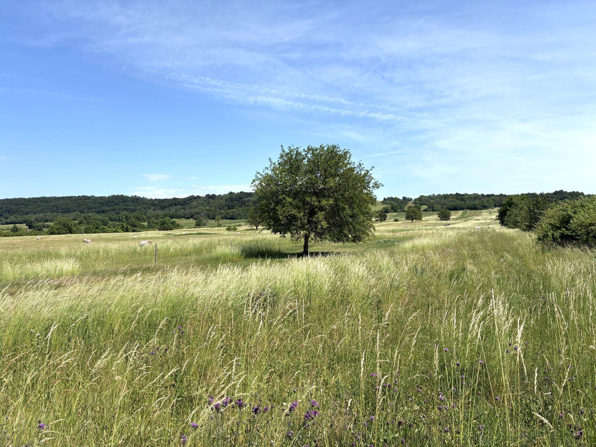 Weite Wiesenlandschaft mit einem einzelnen Baum und bewaldeten Hügeln unter blauem Himmel.
