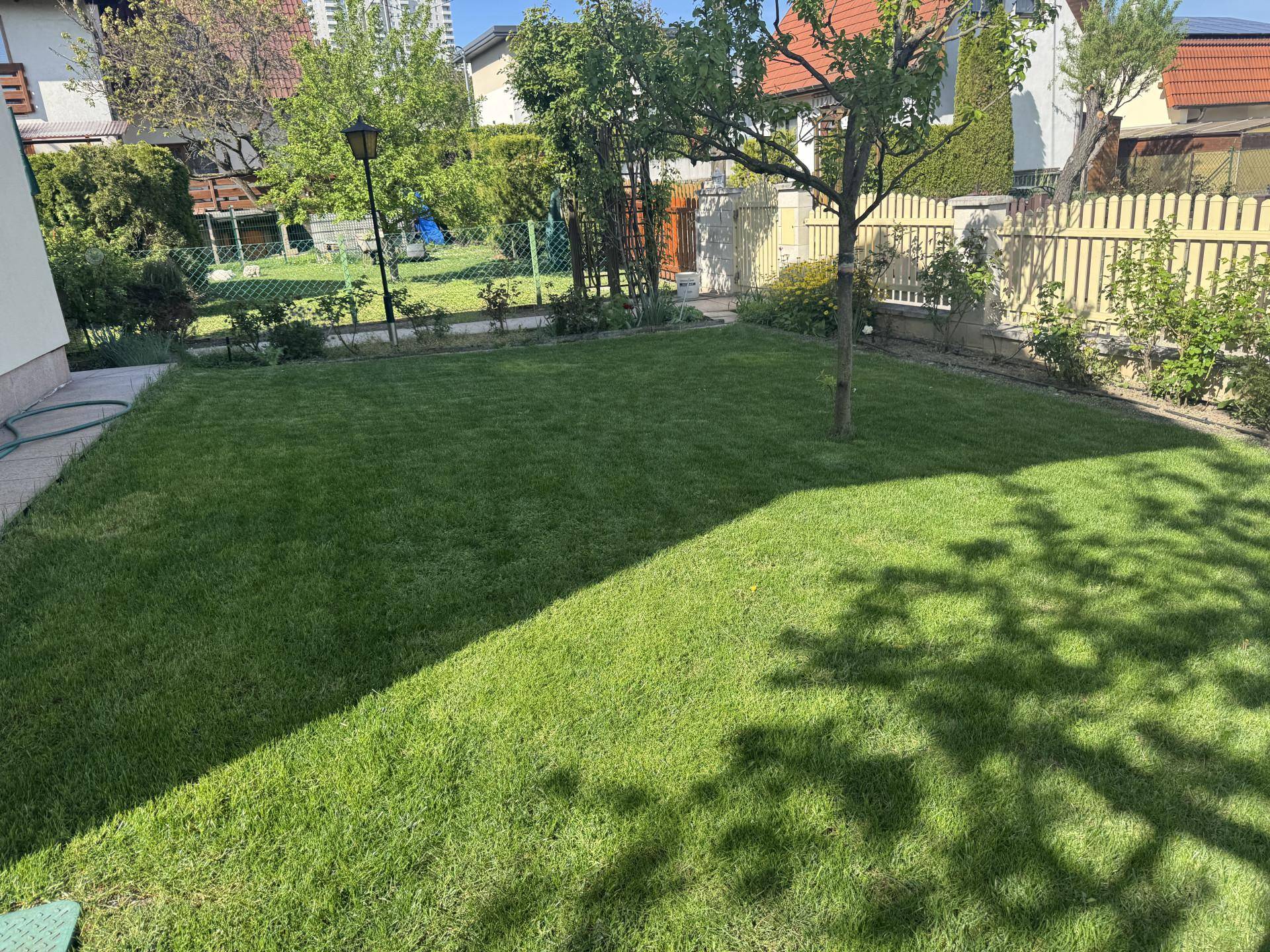 Sonnige Rasenfläche im Garten mit einem jungen Baum und Blick auf die Umgebung.