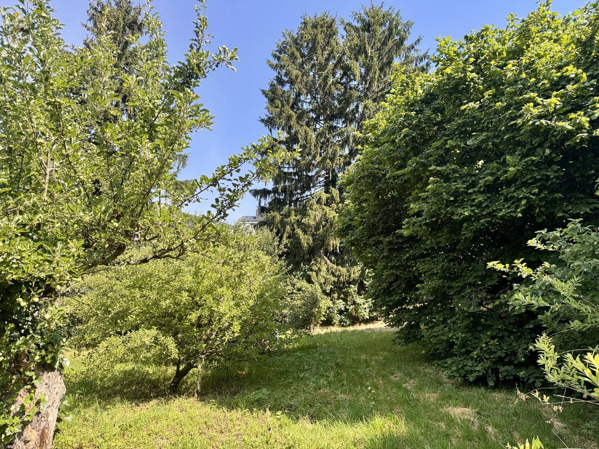 Naturbelassener Gartenbereich mit verschiedenen Bäumen und Sträuchern unter hellem Sonnenlicht.