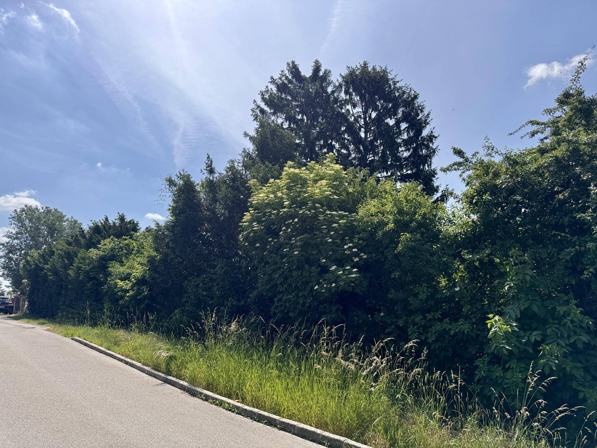 Ruhige Wohnstraße neben einem dicht bewachsenen Grünstreifen unter blauem Himmel.