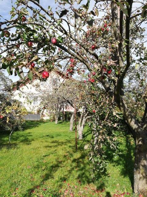 Apfelbaum mit reifen roten Früchten in einem sonnigen Garten mit grüner Wiese.