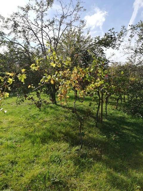 Sonniger Gartenbereich mit jungem Baum oder Rebe und üppigem Grün unter blauem Himmel.