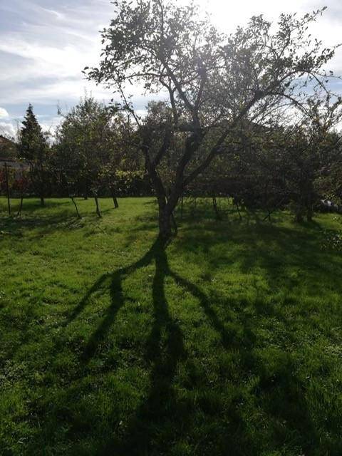 Baum mit langem Schatten auf einer sonnigen Rasenfläche im weitläufigen Garten.