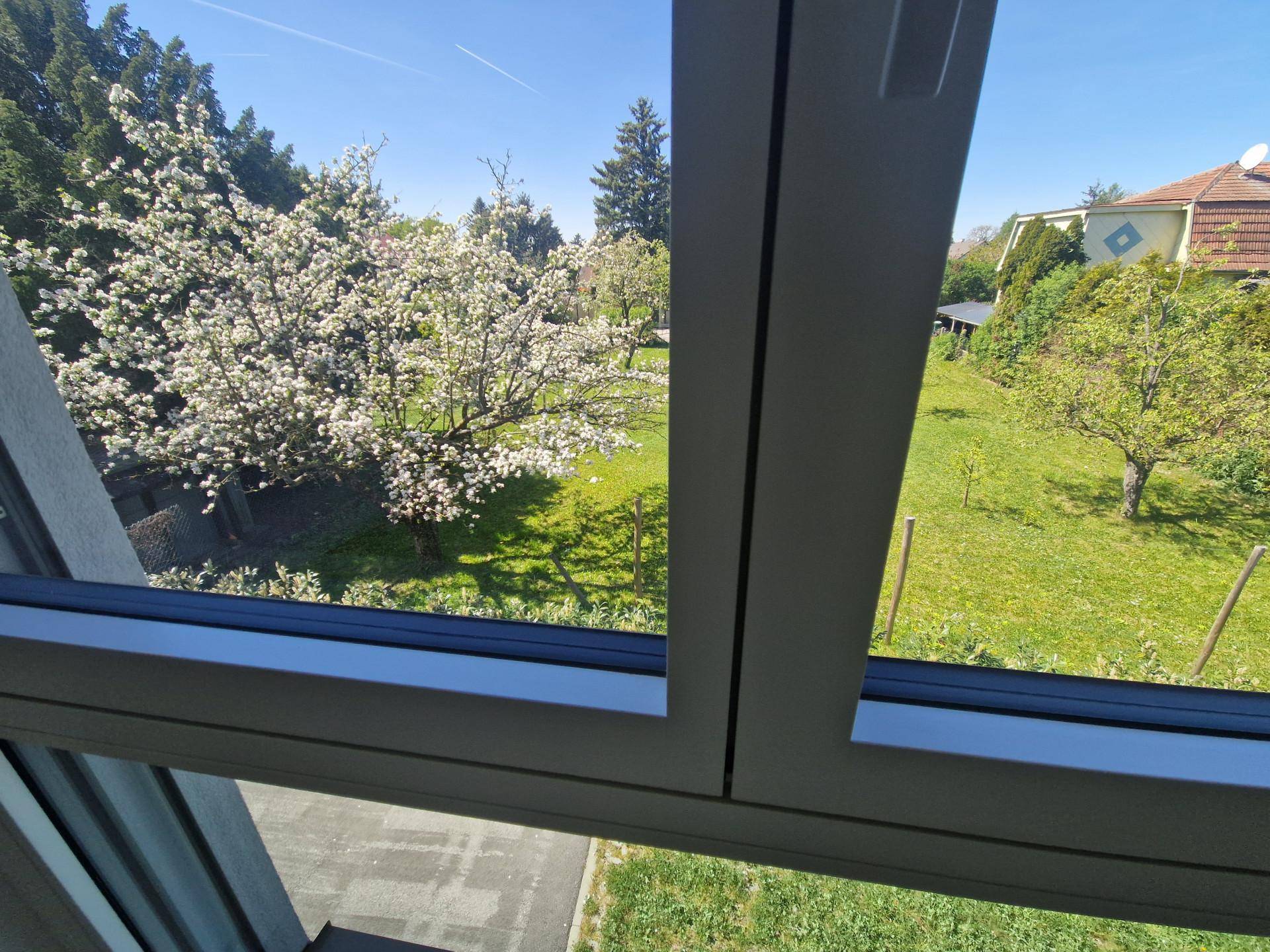 Nahaufnahme eines blühenden Baumes und eines gepflegten grünen Gartens durch ein Fenster.