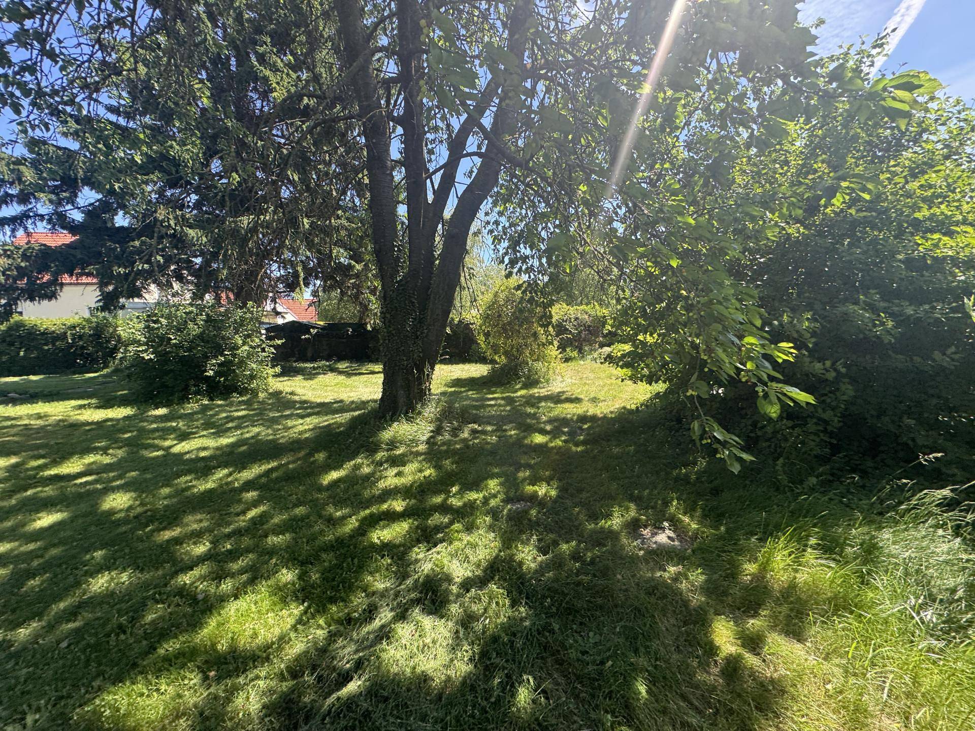 Sonniger Gartenbereich mit großem Baum, der Schatten spendet, und weitläufiger Rasenfläche.
