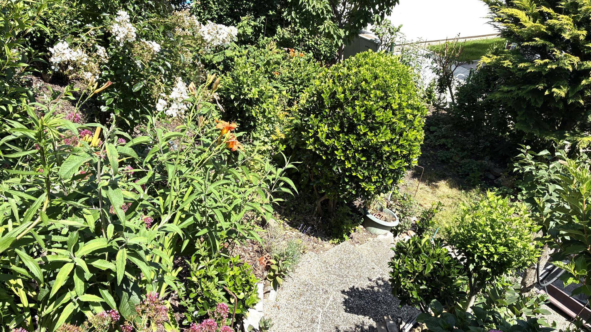 Gartenbereich mit Kiesweg, verschiedenen Pflanzen und einem kleinen Rasenstück im Hintergrund.